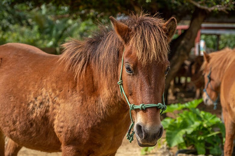 まいぱり｜宮古馬