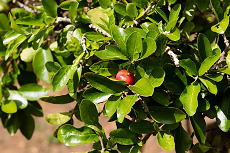 アセローラフレッシュ｜アセロラの実