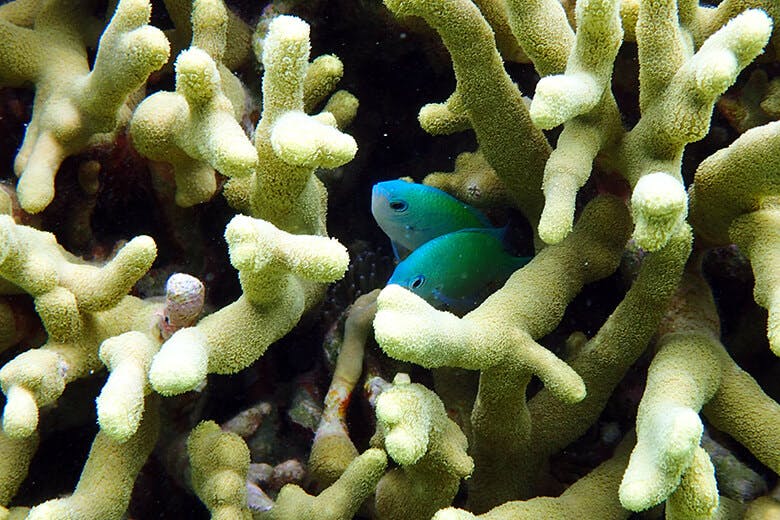 米原ビーチ（よねはらびーち）｜デバスズメダイ