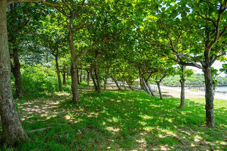 パイナガマビーチ|緑が心地よい木陰