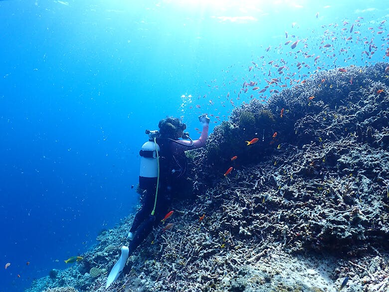 八重干瀬(やびじ)|サンゴ礁上に舞う、アカネハナゴイの群れを撮影するダイバー