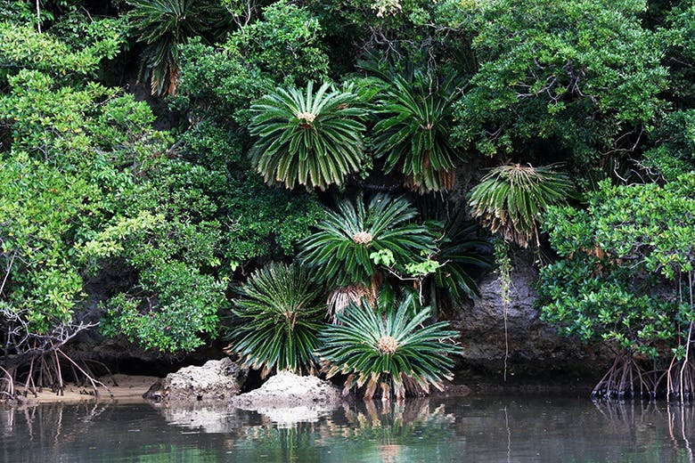吹通川のヒルギ群落（ふきどうがわのひるぎぐんらく）｜川辺に群生する植物群