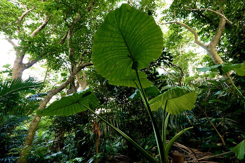 米原（よねはら）のヤエヤマヤシ群落｜巨大なクワズイモの葉