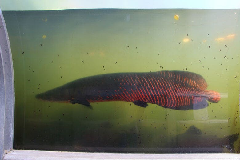 ネオパークオキナワ|世界最大級の淡水魚のピラルク