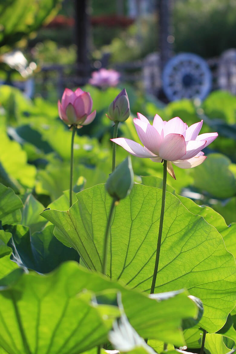 東南植物楽園|初夏の早朝から昼間にだけ咲く蓮(ハス)