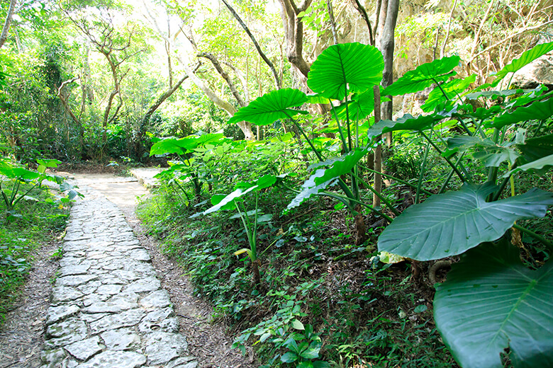 斎場御嶽｜参道に生い茂る亜熱帯の植物