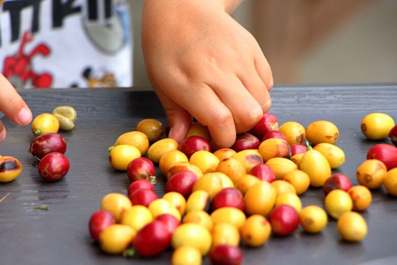 又吉コーヒー園|収穫したばかりのコーヒーの実