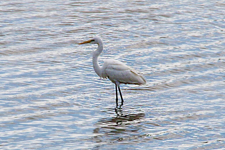 名蔵アンパル(なぐらあんぱる)|冬鳥として飛来する渡り鳥「ダイサギ」