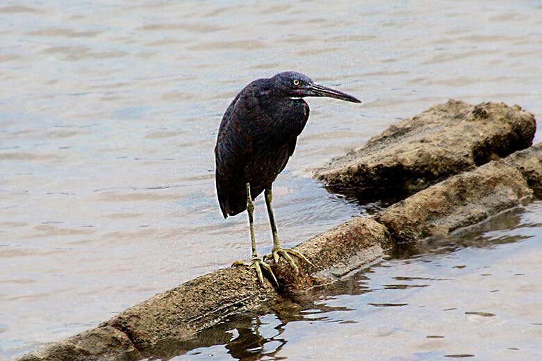 名蔵アンパル(なぐらあんぱる)|岩場にとまったクロサギ