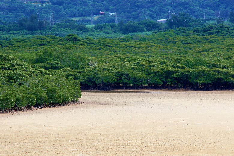 名蔵アンパル(なぐらあんぱる)|干潮の干潟とマングローブ林