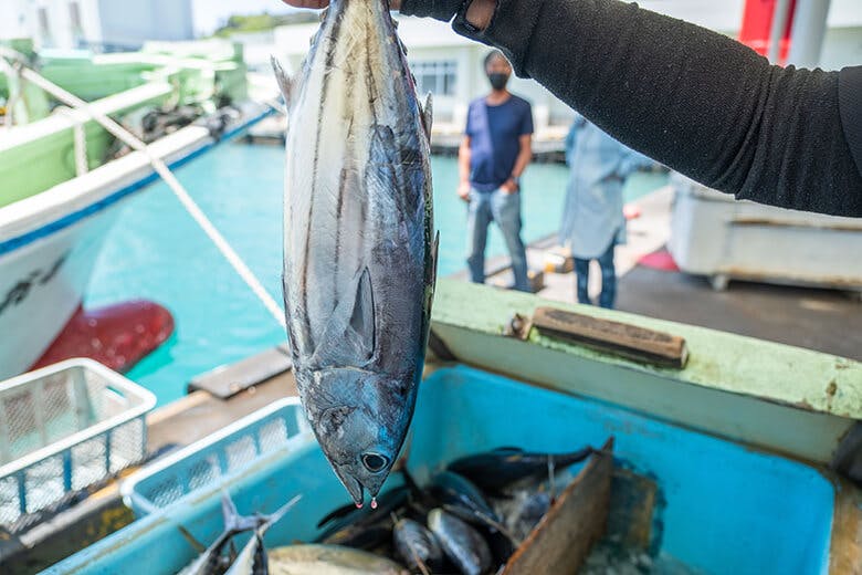 おーばんまい食堂｜水揚げされたばかりのカツオ