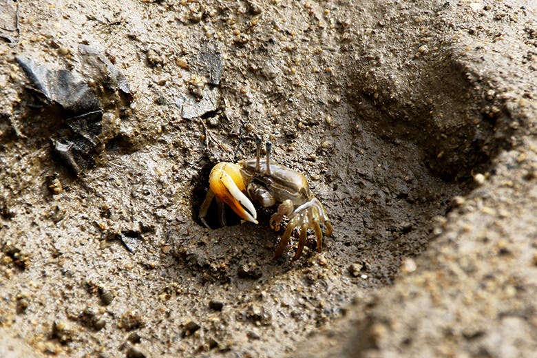 名蔵アンパル(なぐらあんぱる)|干潟に生息するカニ