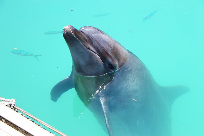 もとぶ元気村|バンドウイルカのお茶目なチャメちゃん