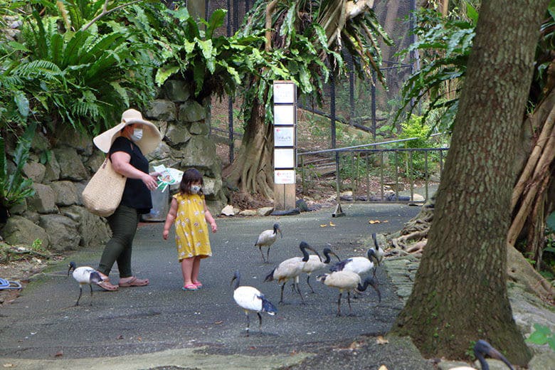 ネオパークオキナワ|人が近づいても逃げない、人懐っこい鳥たち