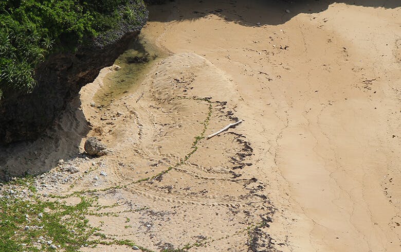 果報バンタ｜砂浜に残ったウミガメの上陸跡