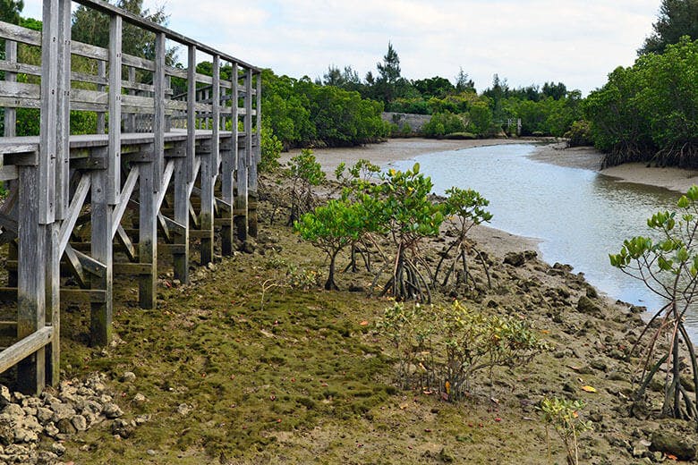 島尻マングローブ林|よく見ると赤いカニがたくさん生息している干潟