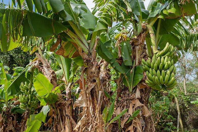 まいぱり｜大きなバナナの木