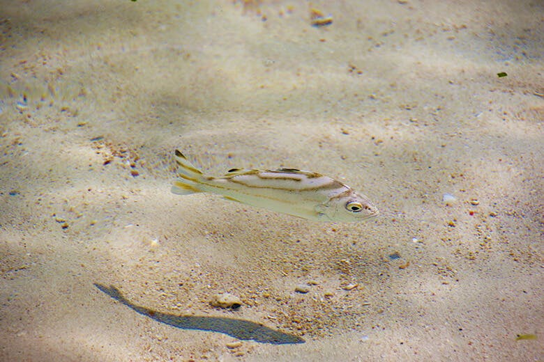 川平湾(かびらわん)|まるで宙に浮いているように見える水中の魚
