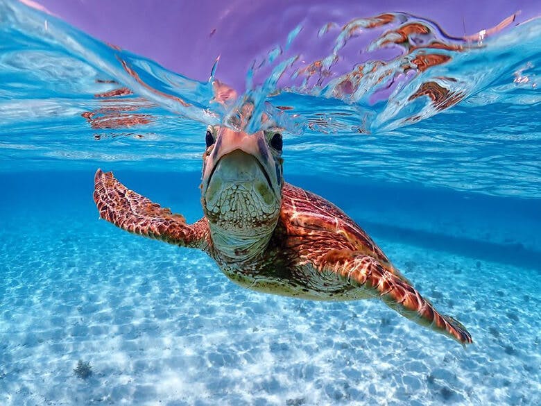 八重干瀬(やびじ)|白化から復活してきたテーブルサンゴ