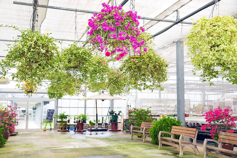 なごアグリパーク｜空中に吊るされたブーゲンビリアのフラワーボール