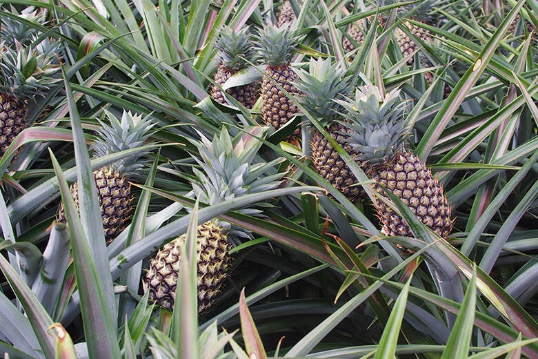 嵐山展望台｜畑に実るパイナップル