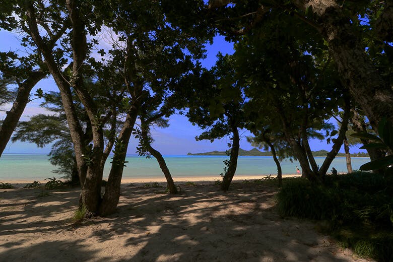 底地ビーチ(すくじびーち)|ビーチ前の林に広がる涼しげな木陰
