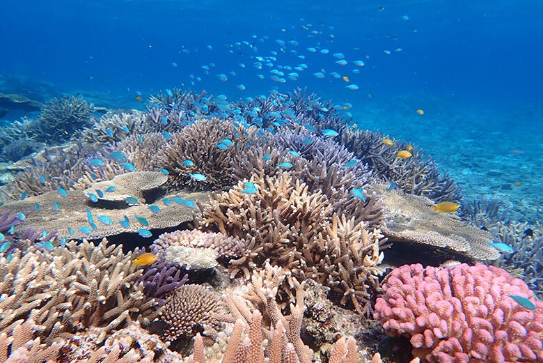 八重干瀬(やびじ)|彩り美しいサンゴ礁と、そこに漂う熱帯魚「デバスズメダイ」の様子