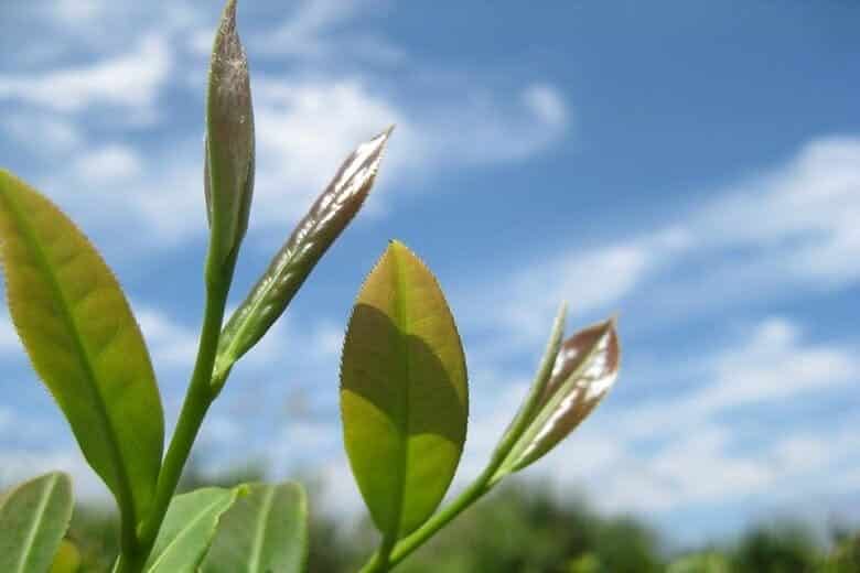 美ら花（ちゅらばな）紅茶｜初摘みの茶葉