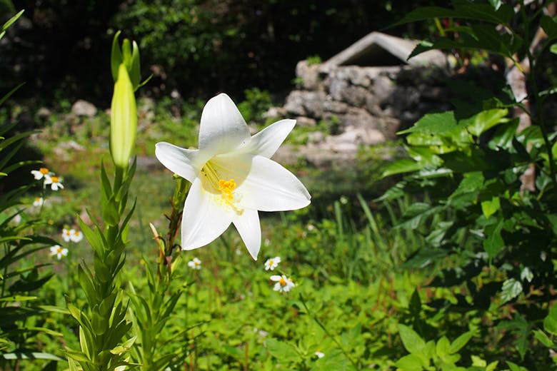玉城城跡｜敷地内に咲く真っ白なユリの花