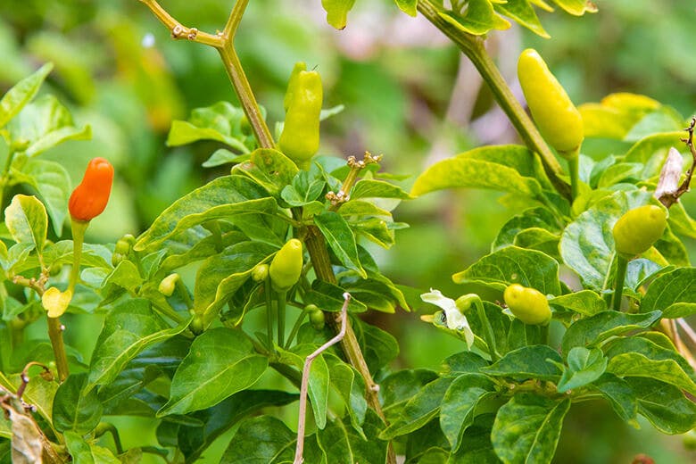 なごアグリパーク｜家庭菜園で栽培されている「島とうがらし」