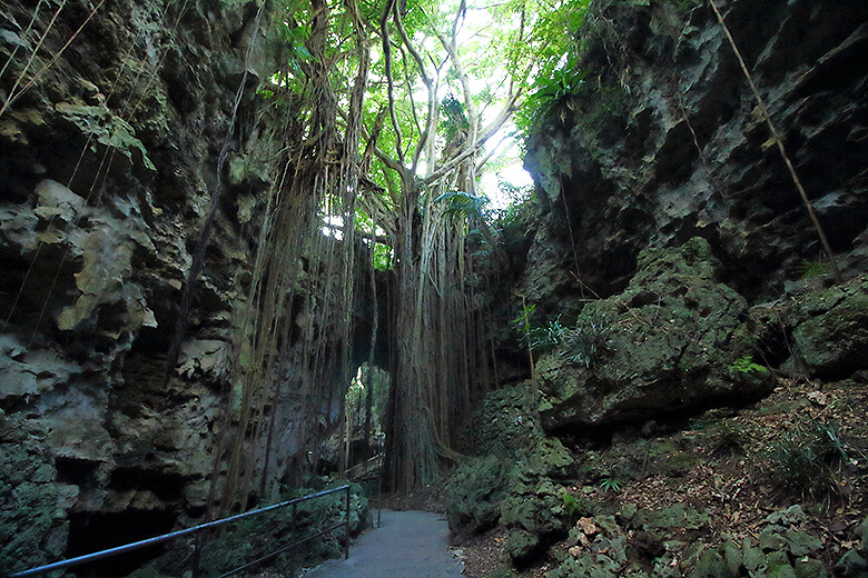 ガンガラーの谷「大主(ウフシュ)ガジュマル」