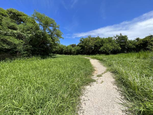 07野鳥の森自然公園_遊歩道4
