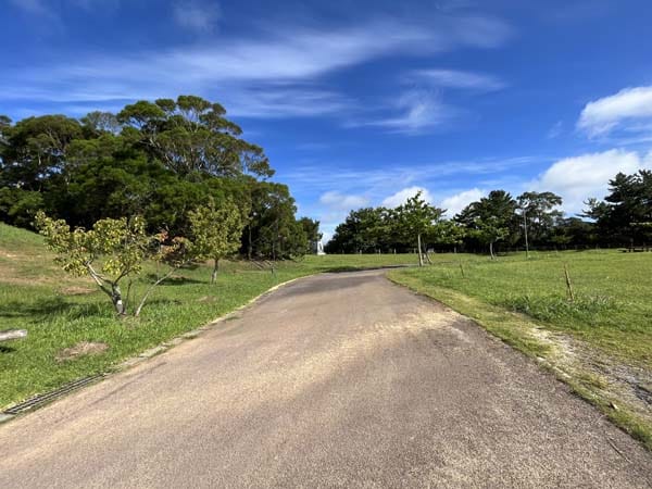12八重岳桜の森_遊歩道