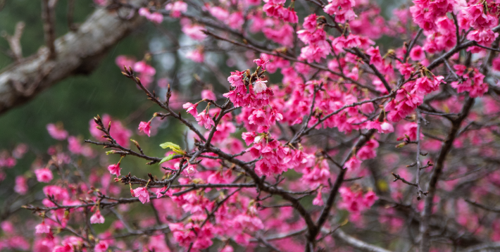 沖縄の年間行事・イベント