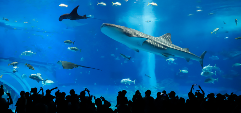 美ら海水族館の周辺ホテルおすすめ厳選20選|車で30分以内&近くの宿を目的別に紹介【本部町・今帰仁村・名護市】 美ら海水族館の周辺ホテルおすすめ厳選20選|車で30分以内&近くの宿を目的別に紹介【本部町・今帰仁村・名護市】