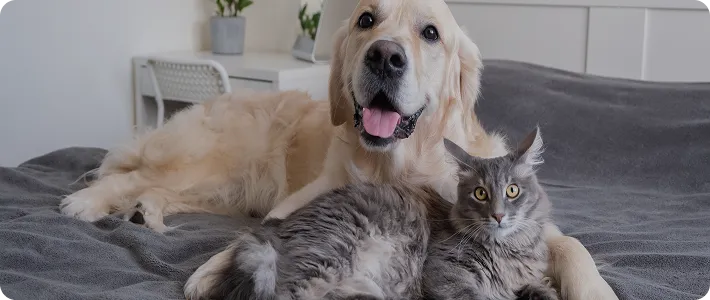 ペット可 ペット可