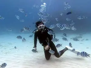 1年中穏やかな海中世界