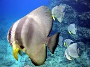 青の洞窟には人懐っこい魚たちもいっぱい！