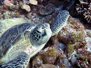 チービシ諸島クエフ島