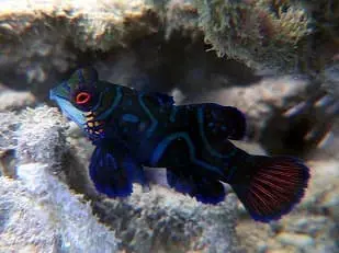 ニシキテグリポイント