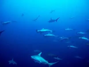 多い時には数百匹のハンマーヘッドの群れと出会えるチャンスも