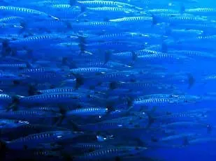 銀色に輝くバラクーダの大群
