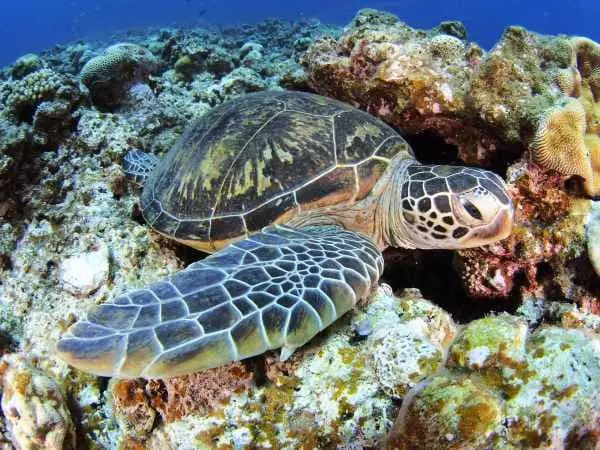 多様な生物も慶良間の魅力