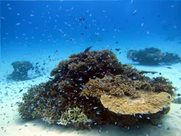 沖縄諸島周辺に広がる美しい海