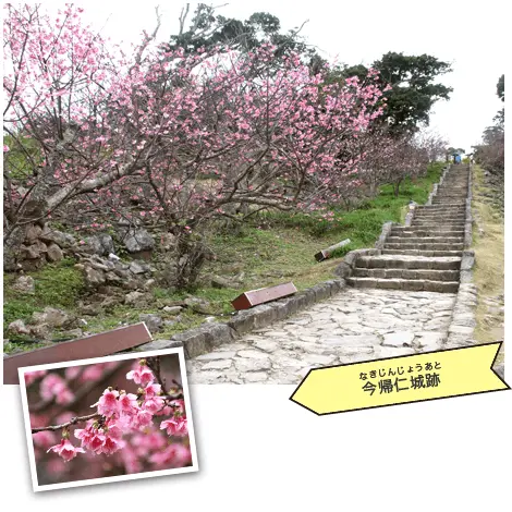 桜まつり|今帰仁城跡