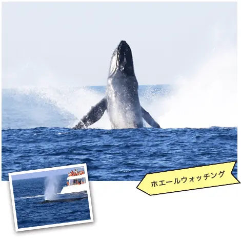 ホエールウォッチング