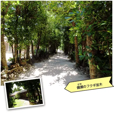備瀬のフクギ並木