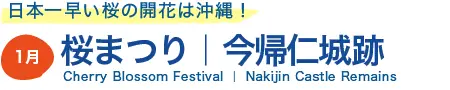 桜まつり|今帰仁城跡