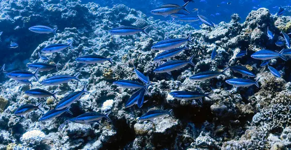 グルクン(タカサゴ)