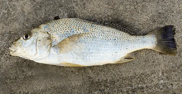 ガクガク（ホシミゾイサキ）